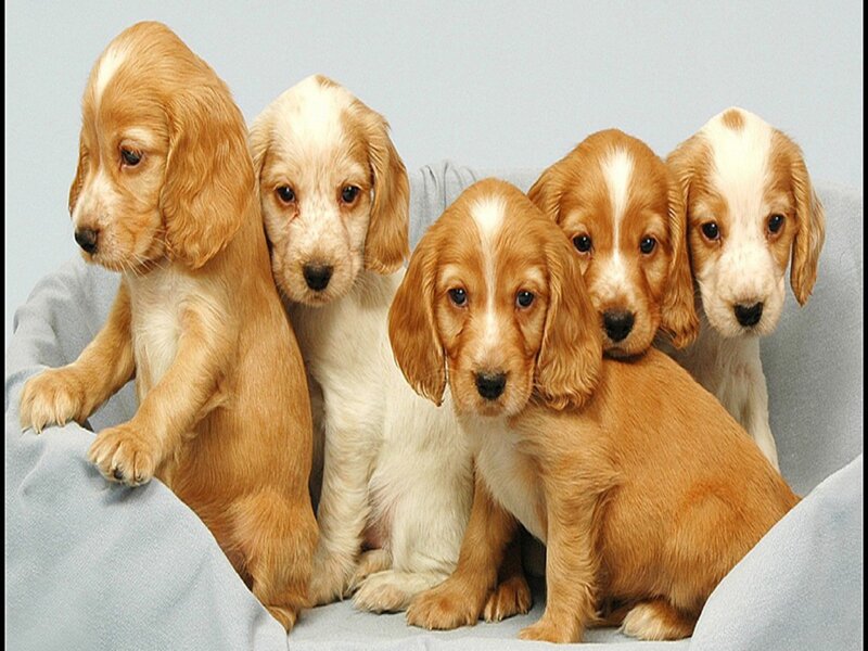 Five Cocker Spaniel Puppies — Brown, Calm, Photograph, Blanket, Studio Background