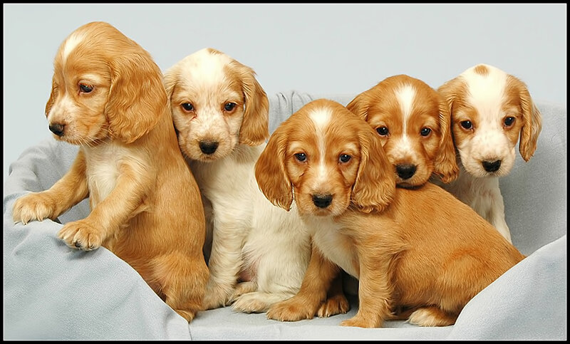 Five Cocker Spaniel Puppies — Brown, Calm, Photograph