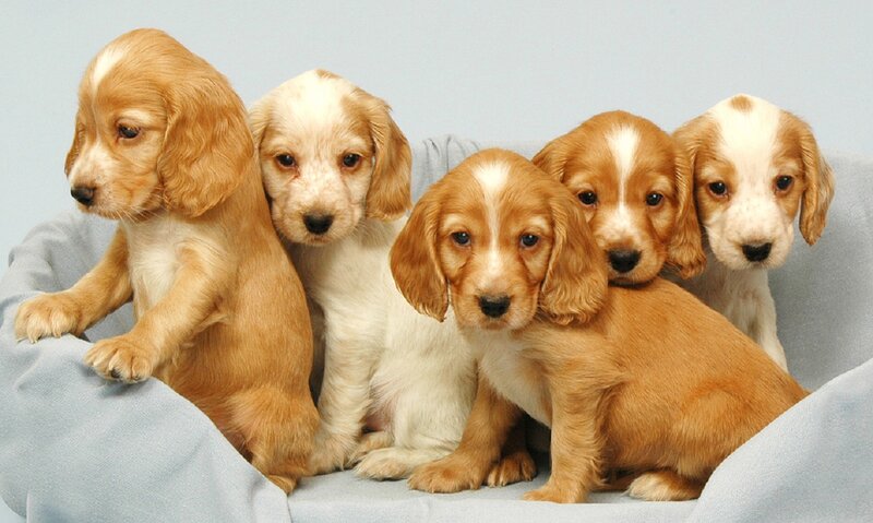 Five Cocker Spaniel Puppies — Brown, Calm