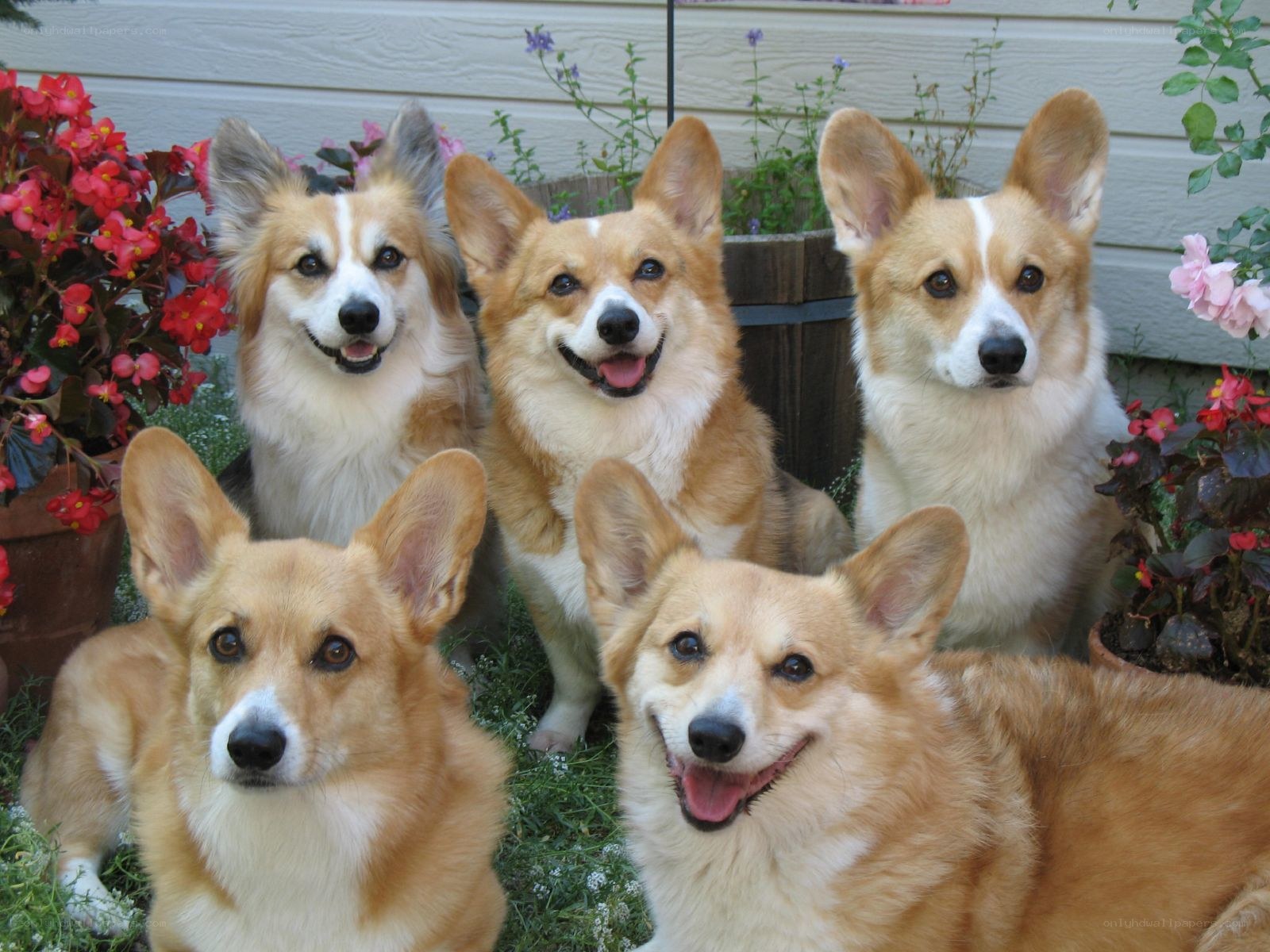 five corgis in garden