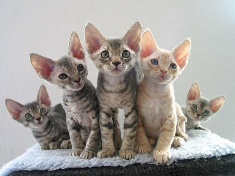 Five Cornish Rex Kittens