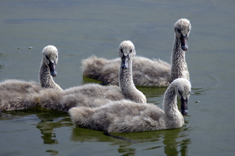 Five Cygnet Swans
