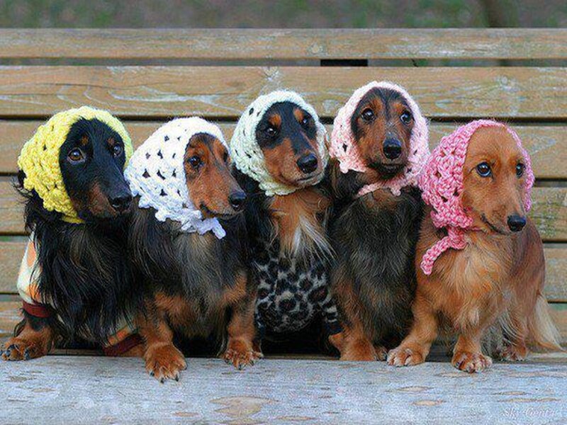 Five Dachshund Dogs — Brown