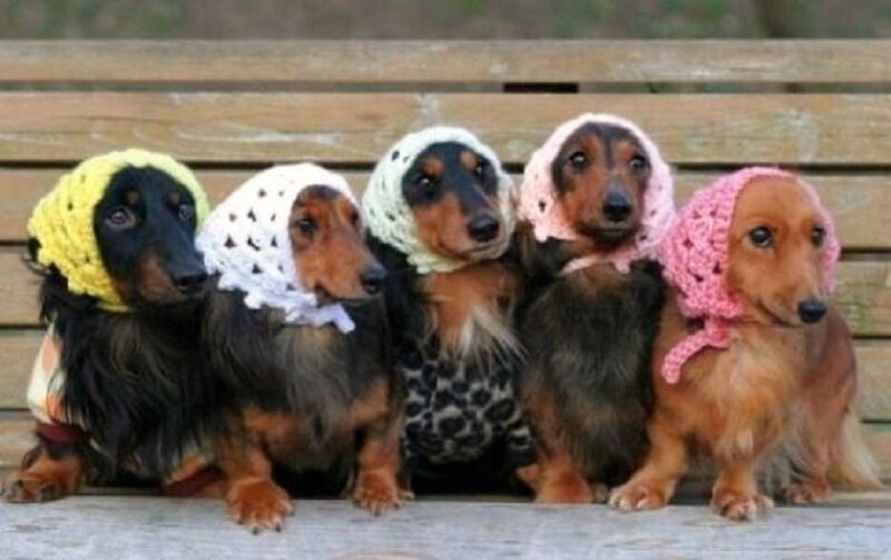 Five Dachshund Dogs