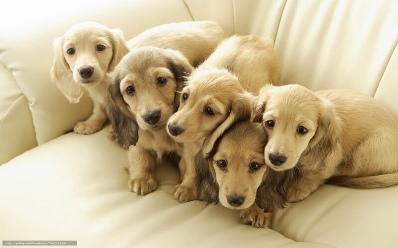 Five Dachshund Puppies — Beige