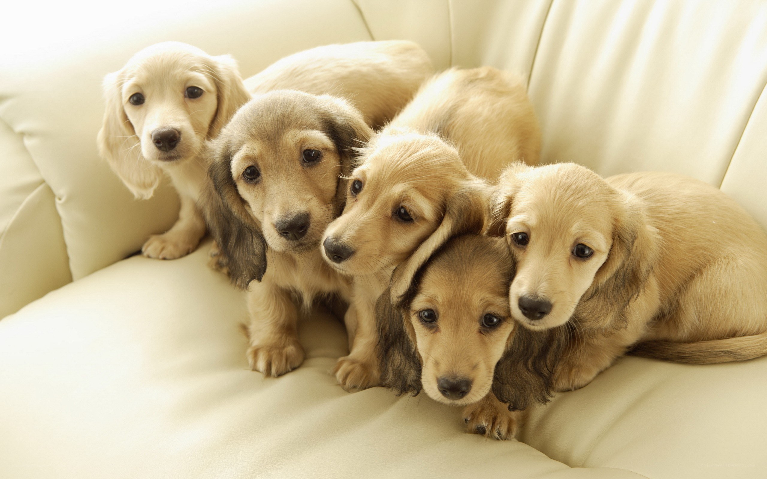 five dachshund puppies on couch