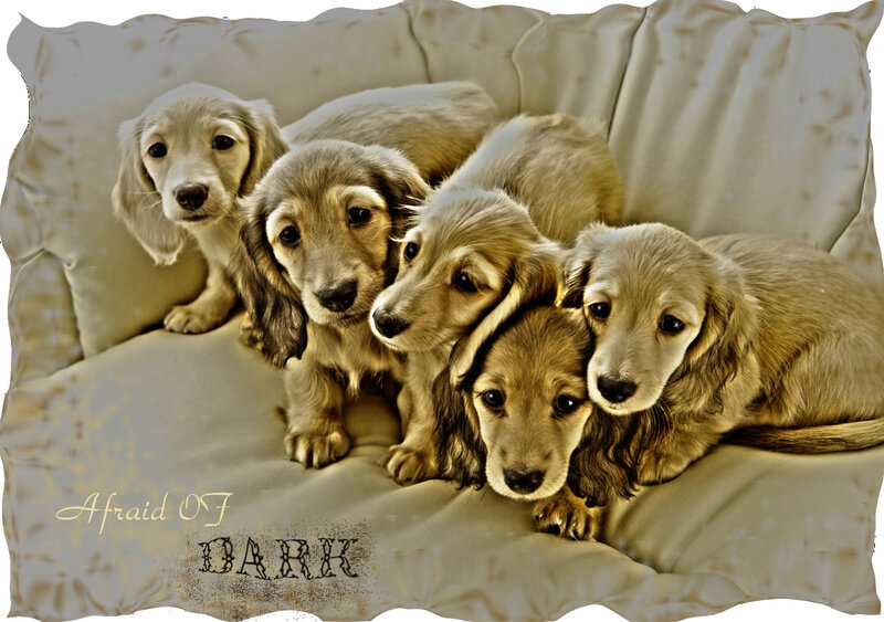 Five Dachshund Puppies