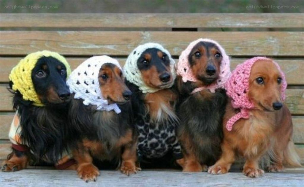 five dachshunds in hats