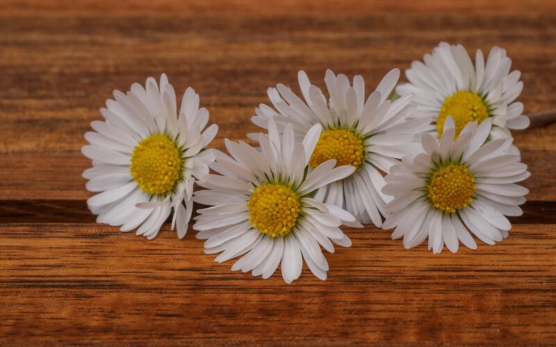 Five Daisies on Wood
