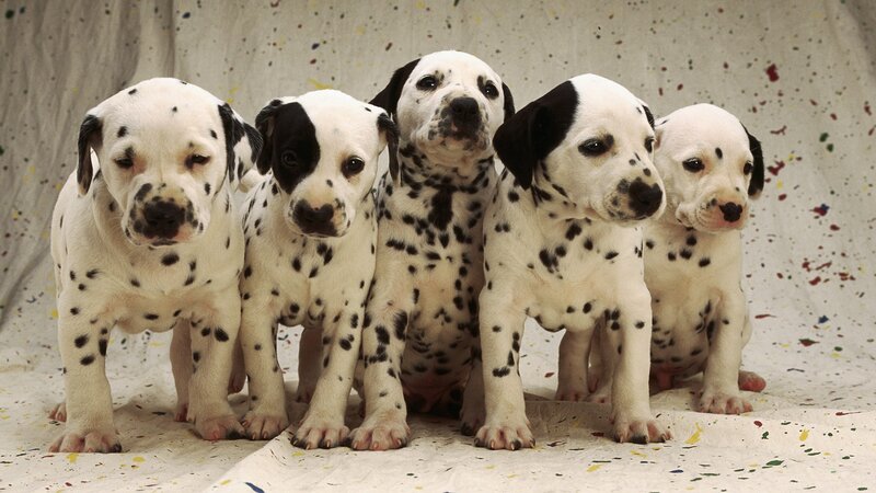 five dalmatian puppies