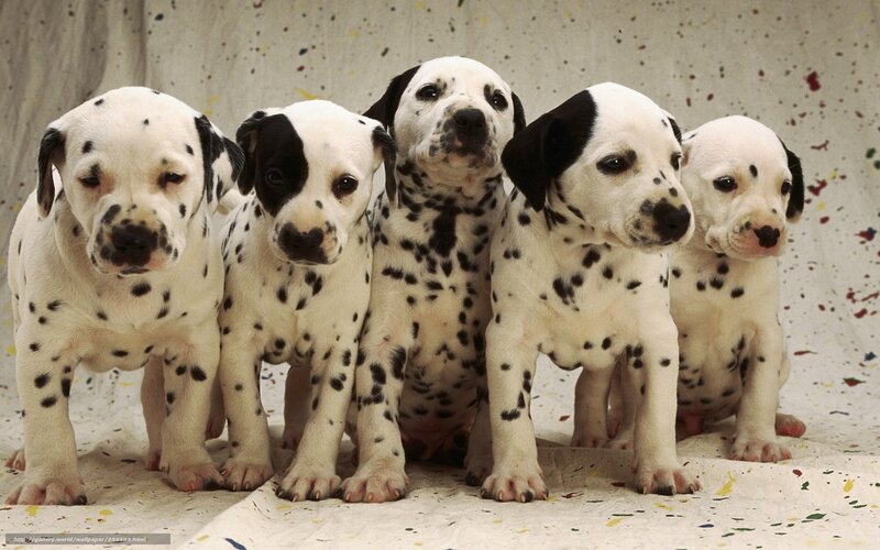 Five Dalmatian puppies