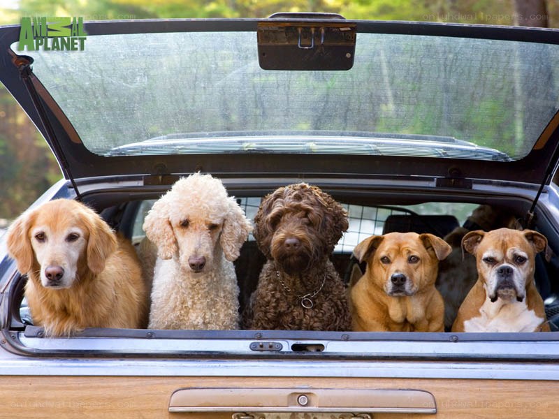five dogs in a car trunk