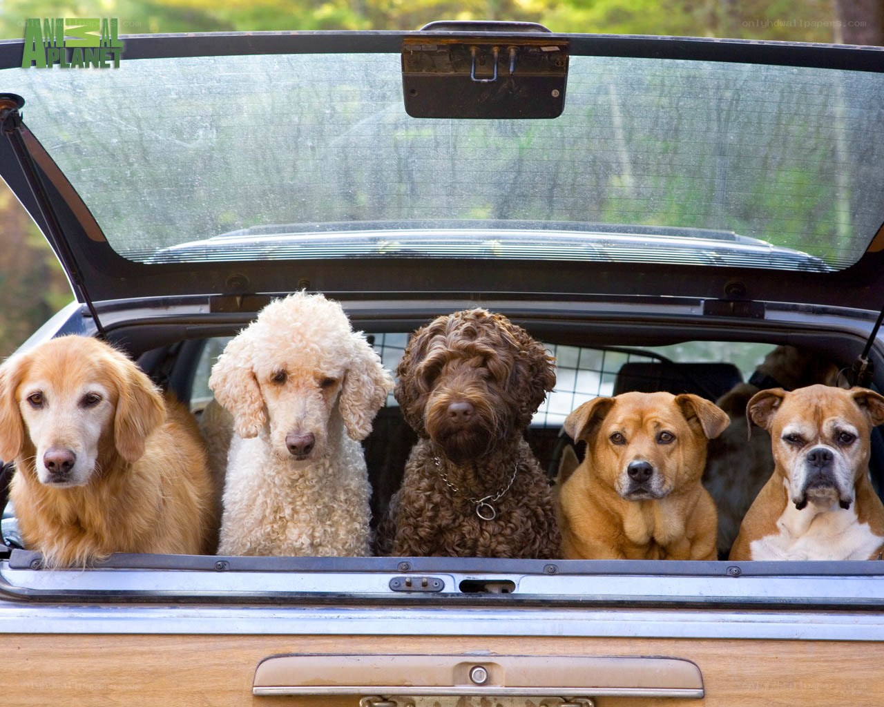 five dogs in a car trunk