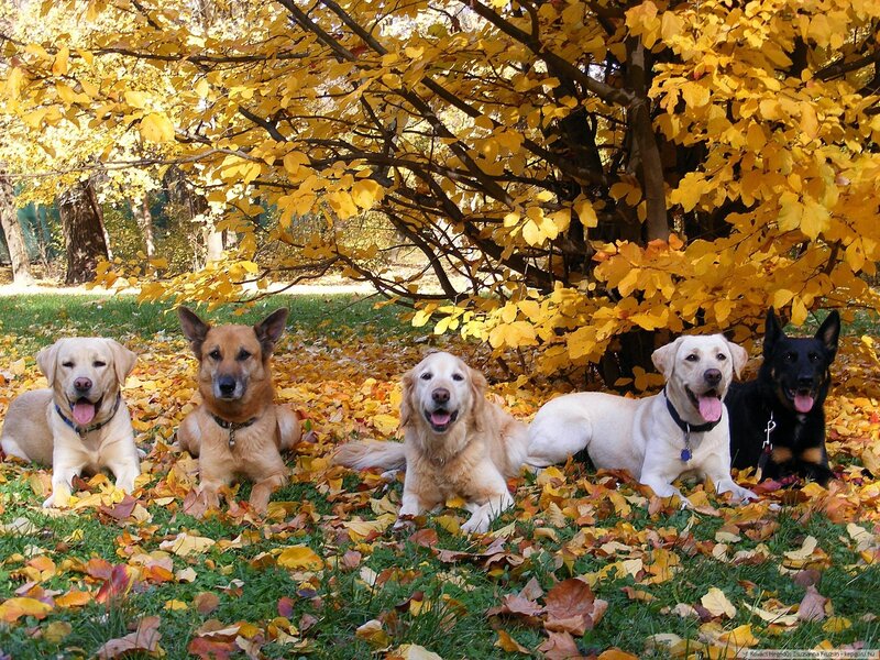 Five Dogs in Autumn Leaves