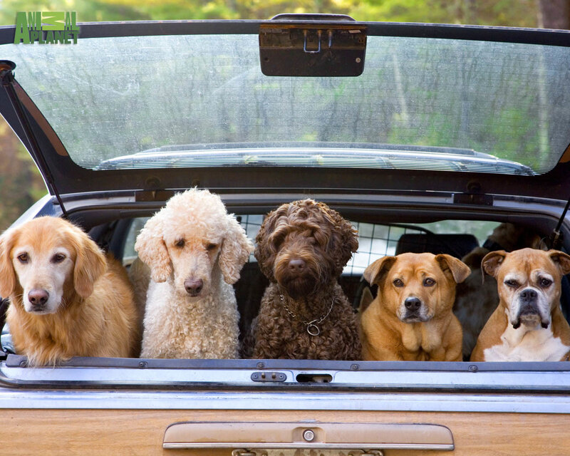 Five Dogs in Car Trunk