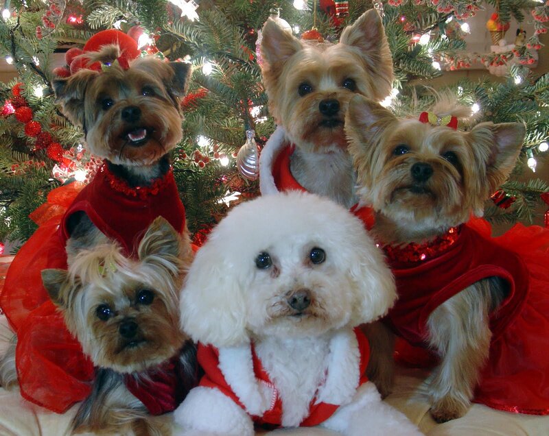 Five Dogs in Costumes