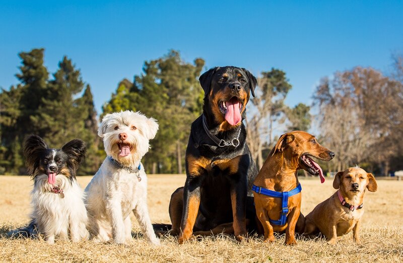 Five Dogs in Field