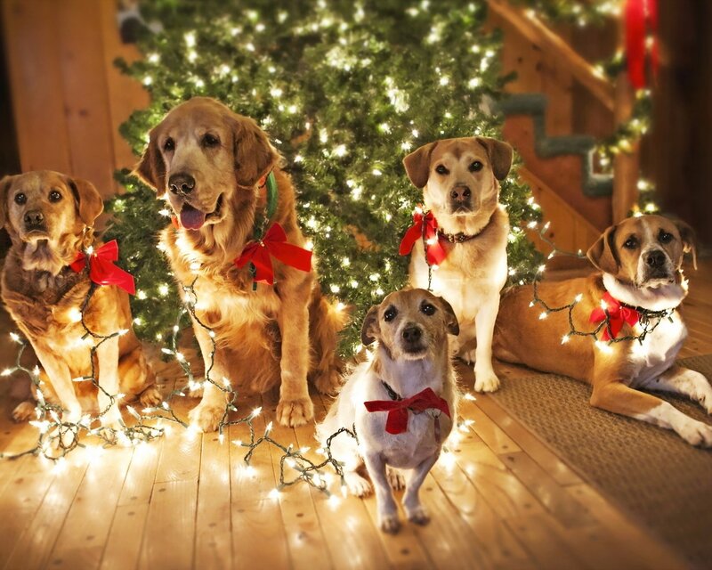 Five Dogs in Front of Tree — Green, Festive