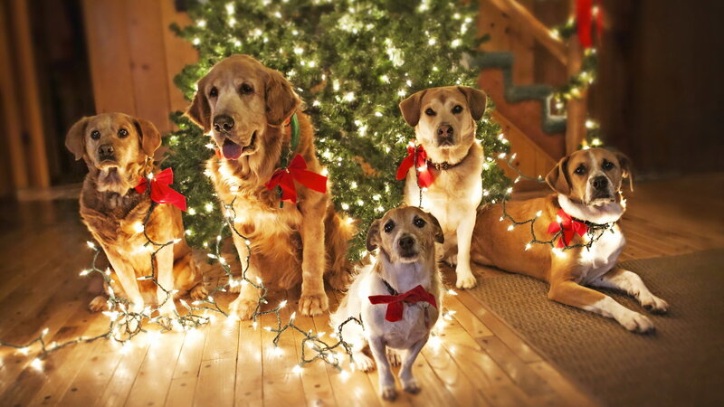 Five Dogs in Front of Tree — Green