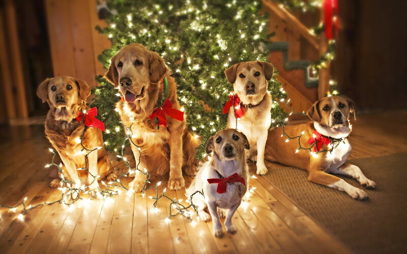 Five Dogs in Front of Tree