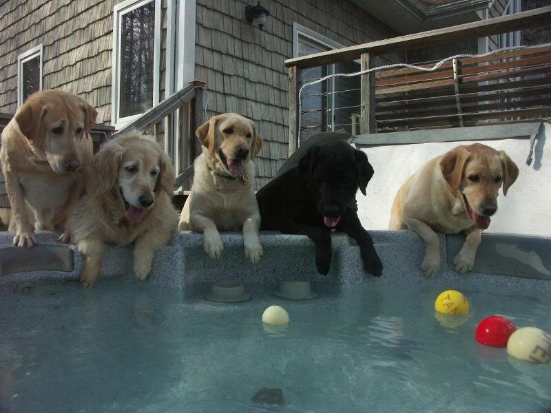 Five Dogs in Pool