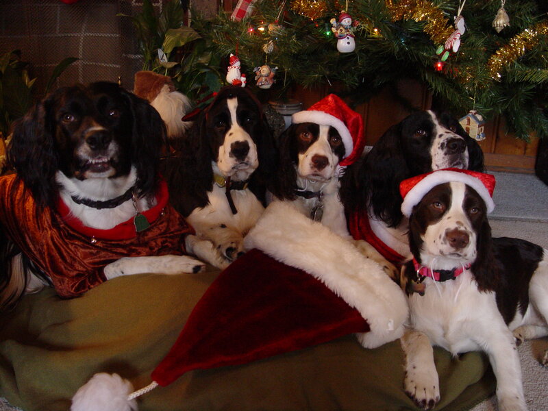 Five Dogs in Santa Hats