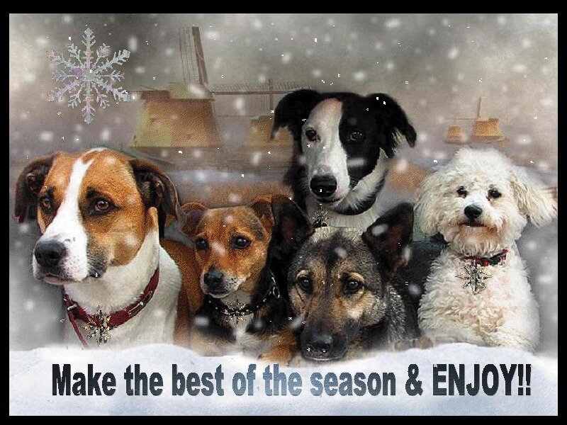 Five Dogs in Snow