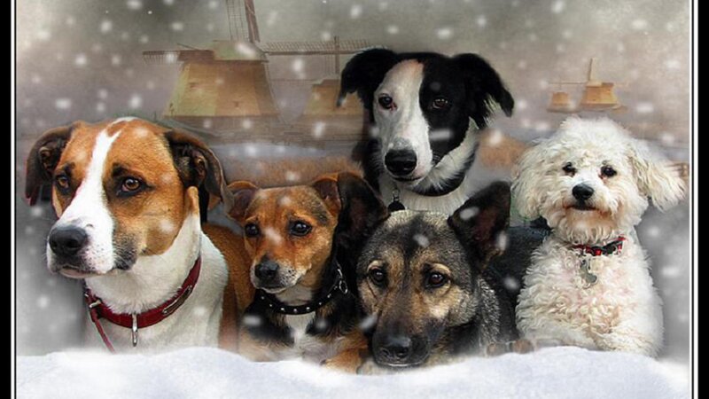 Five Dogs in Snow — White