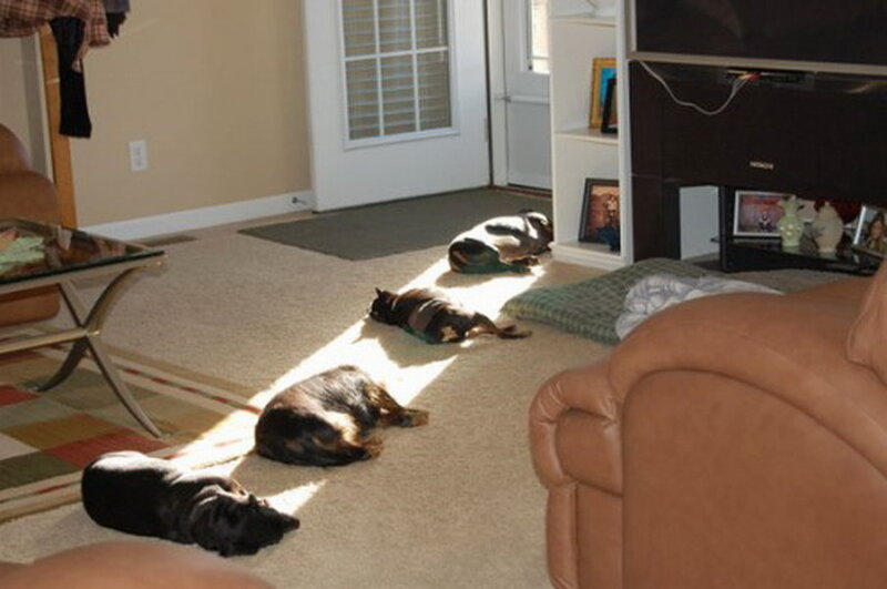 Five Dogs in Sunbeam