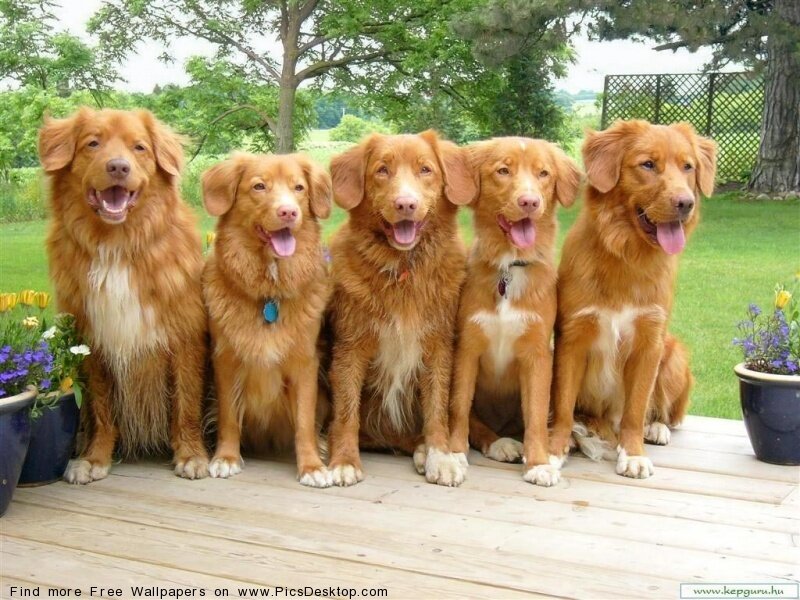 five dogs on a deck