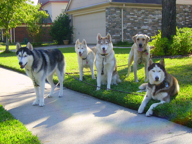 Five Dogs on a Lawn