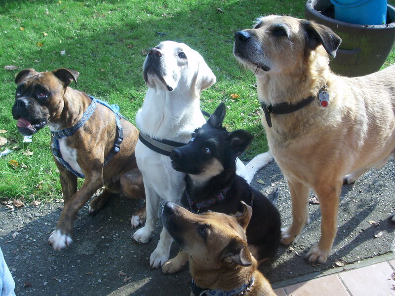 five dogs on a leash