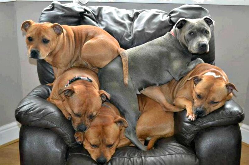 Five Dogs on Couch