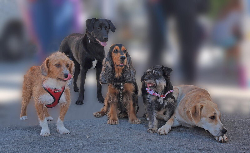 Five Dogs on Pavement
