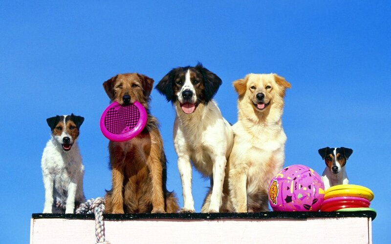 Five Dogs on Platform