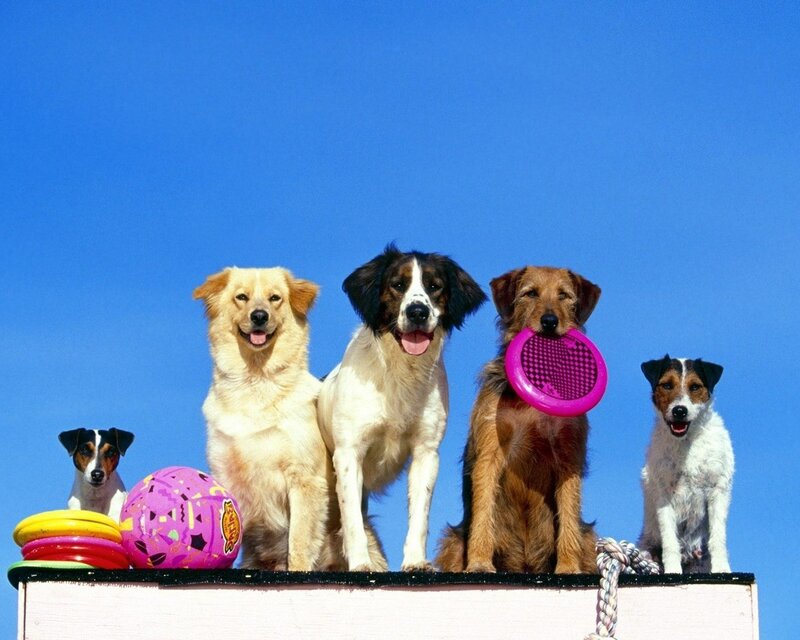 five dogs with toys on a platform