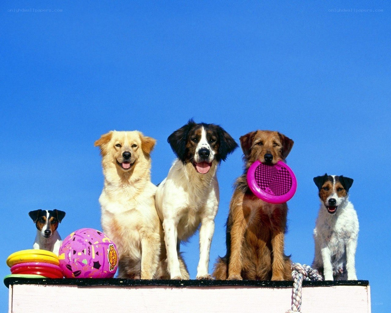 five dogs with toys on a platform