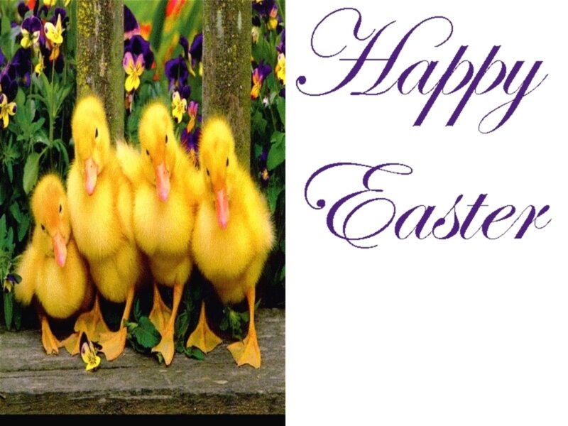 Five Ducklings in Garden — Yellow