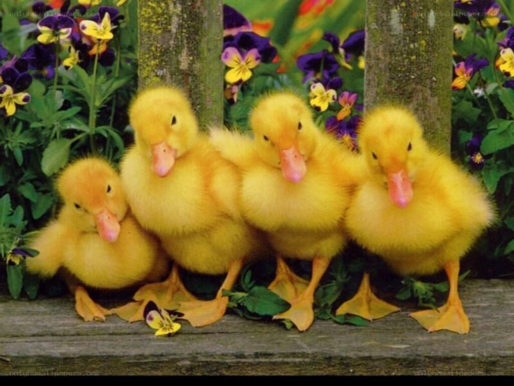 five ducklings in garden
