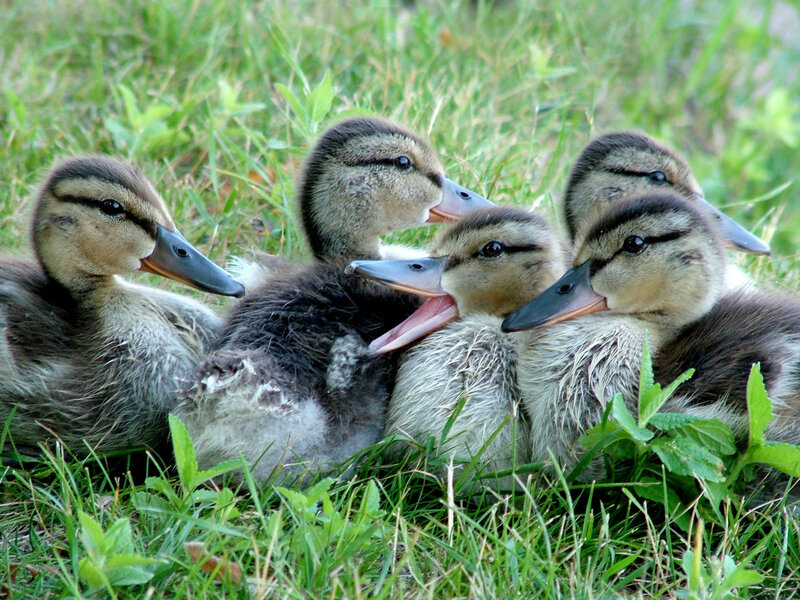 Five Ducklings in Grass