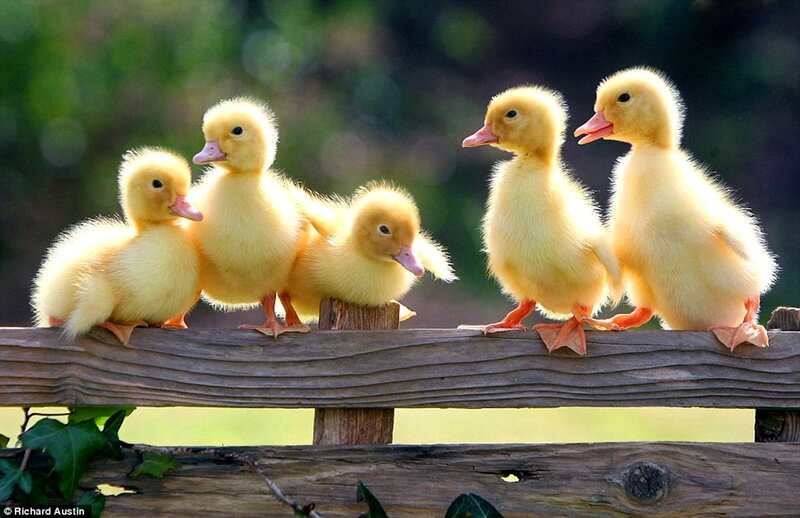 Five Ducklings on Fence
