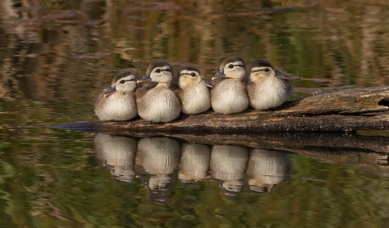 Five Ducklings on Log