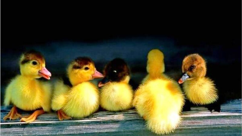 Five Ducklings on Wood