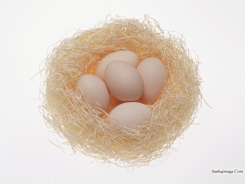 Five Eggs in Nest