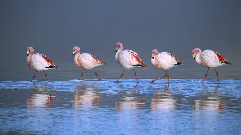 Five Flamingos Walking