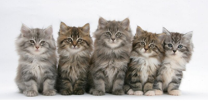 Five Fluffy Kittens — Gray, Calm, Photograph