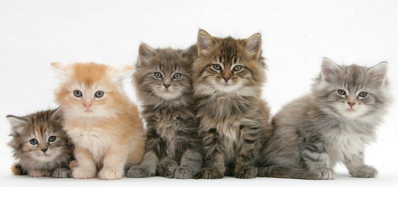 Five Fluffy Kittens — Gray, Calm