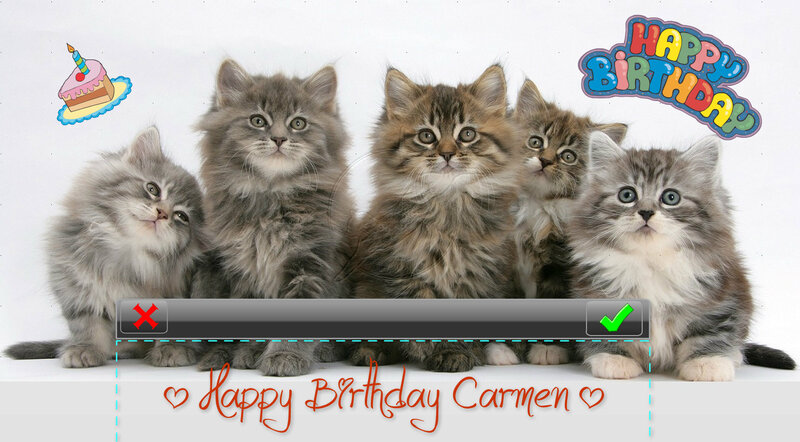 Five Fluffy Kittens — Gray, Celebratory