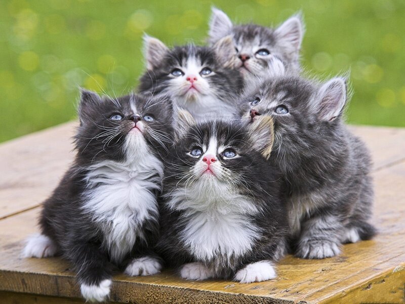 Five Fluffy Kittens — Gray, Curious