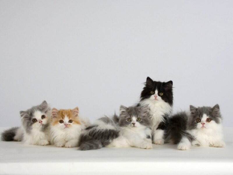 Five Fluffy Kittens — Gray